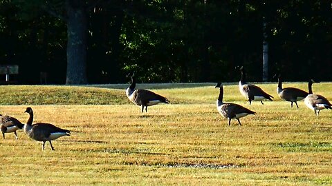 Canada Geese