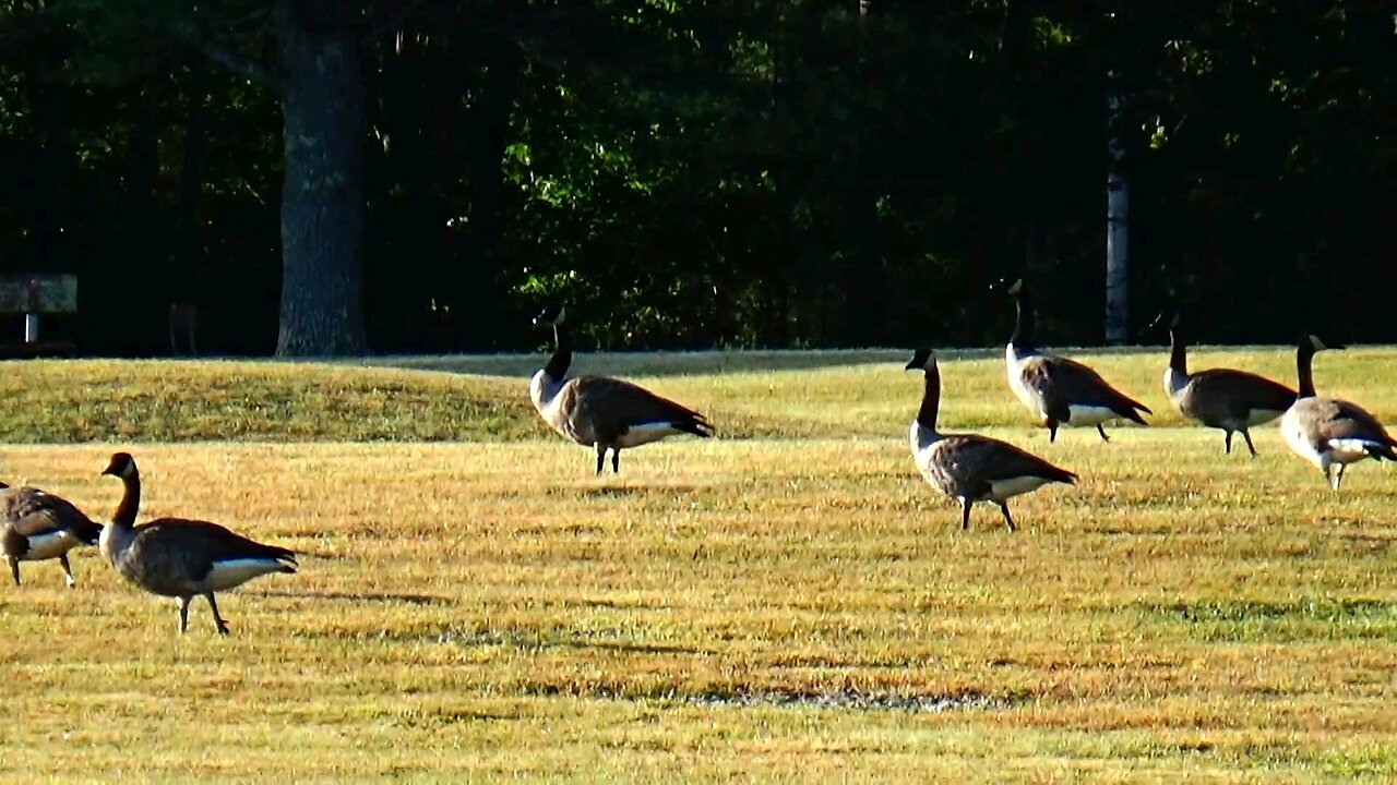Canada Geese