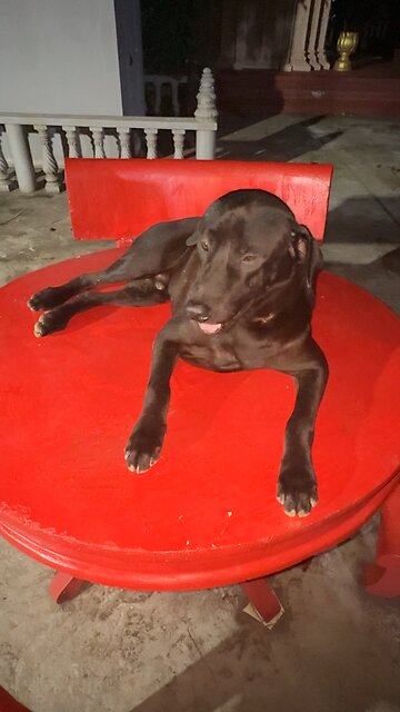 Cool Black Dog Relaxing on a Red Table 🐕✨
