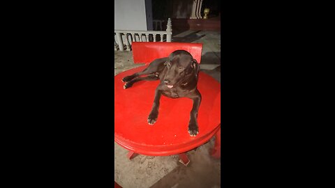 Cool Black Dog Relaxing on a Red Table 🐕✨