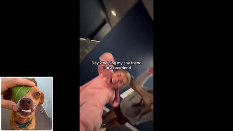 Funny videos compilation 24