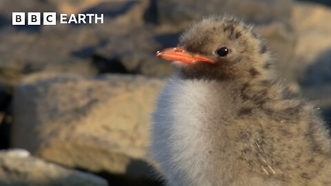Arctic Tern Chick vs Polar Bear