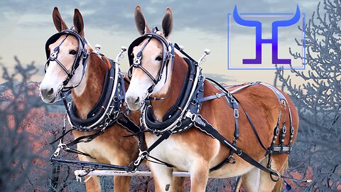 True Family-Safe Draft Mule Team – Molly & Millie