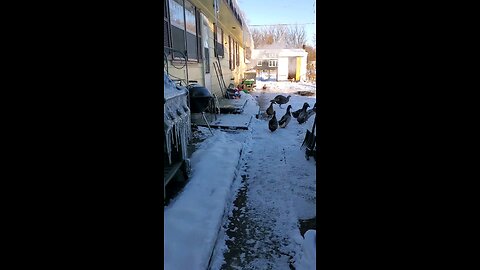 🦃🦆🐓Winter Birds