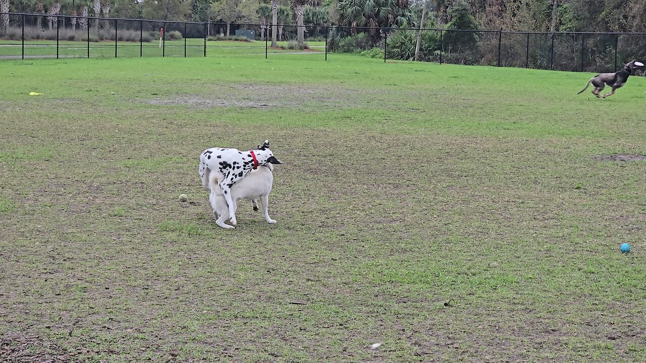 Luna playtime again.