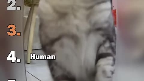 Funny Cat Videos, Funny Kittens, Funny Animals