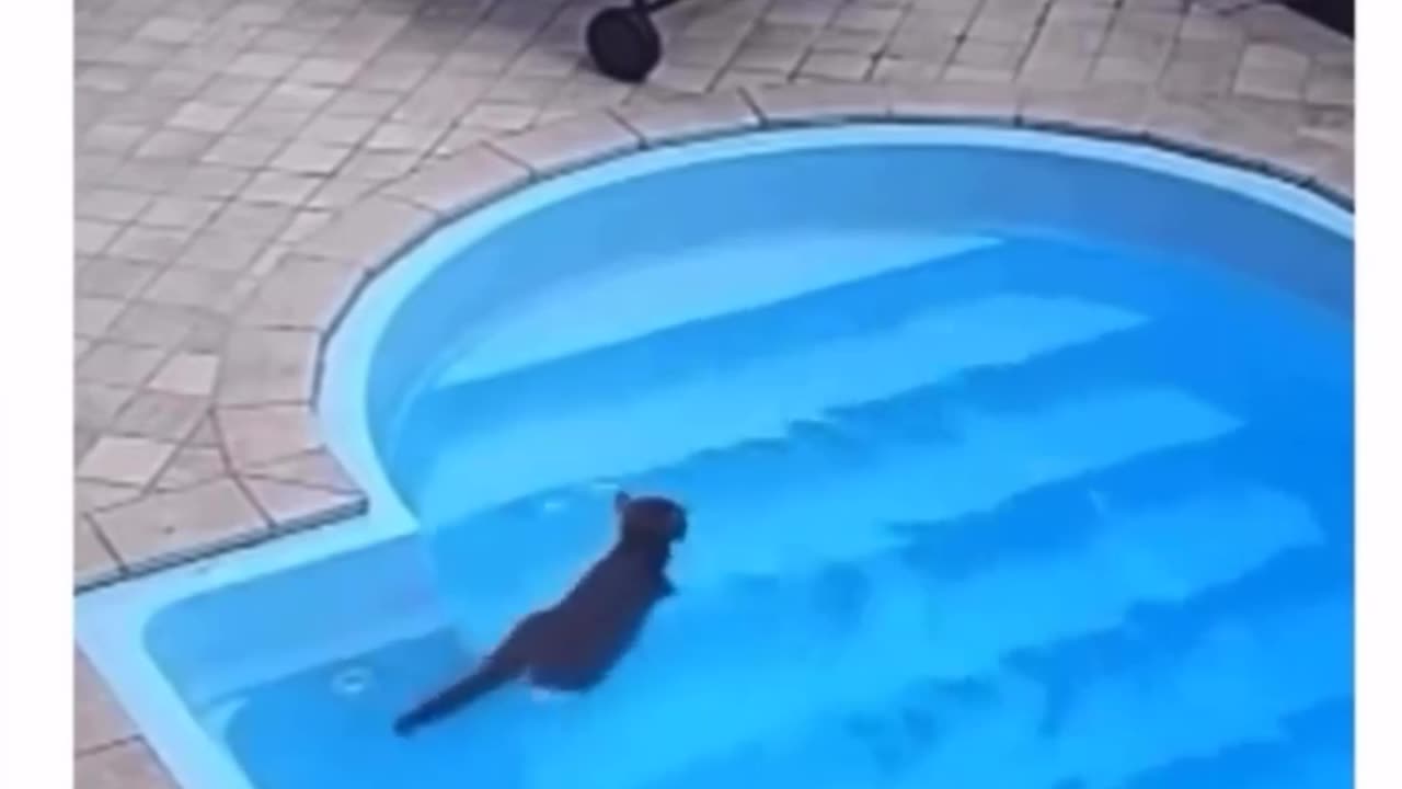 He forgot he can swim 😅