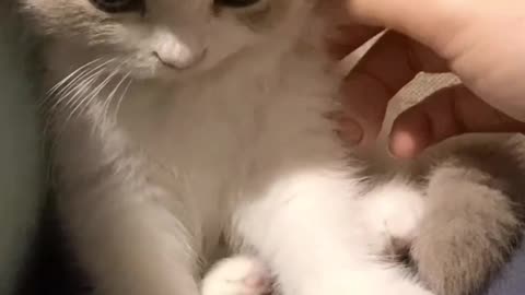 Cute cat video