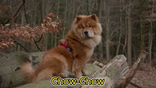 🐾 Chow Chow: El perro león de lengua azul | Historia y curiosidades