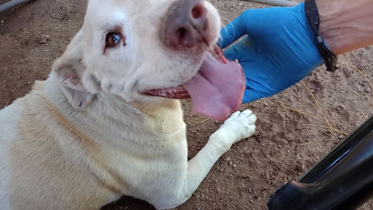 Choco at a families auto repair shop I was trying 2 reach into my heart & give it 2 him20251014241