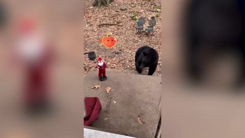 Pets Versus Christmas