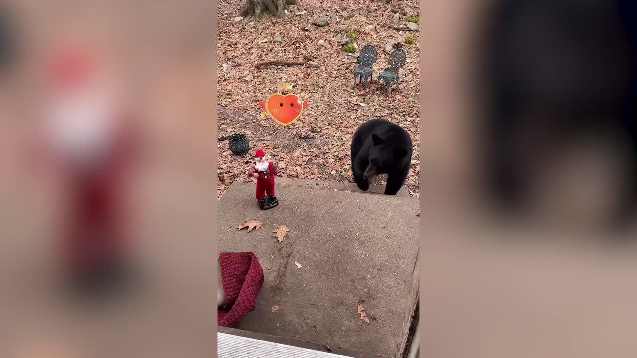 Pets Versus Christmas