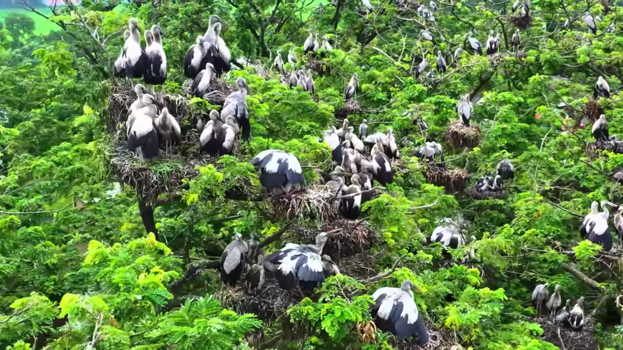 Chillwave House Escape