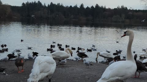 Feeding birds in the park