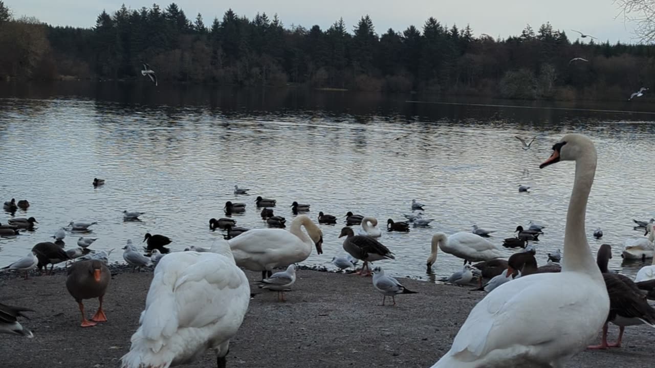 Feeding birds in the park