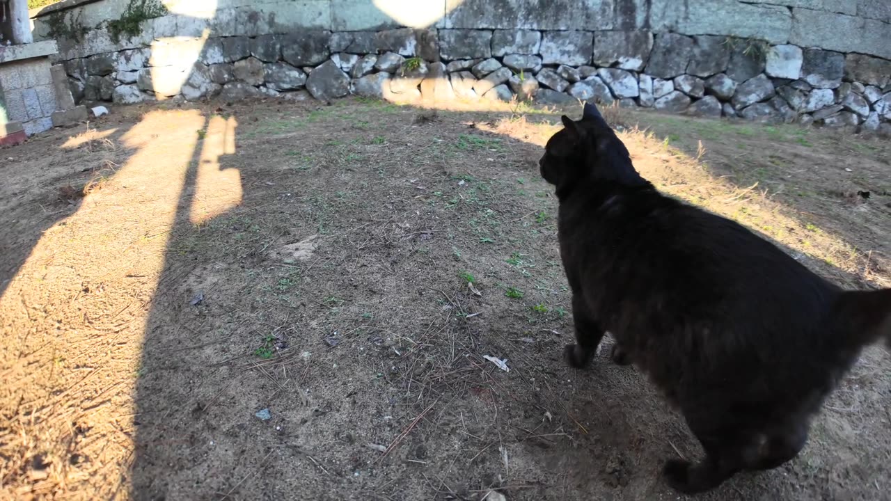 The black cat at the shrine came out to be petted when I went behind the main hall.