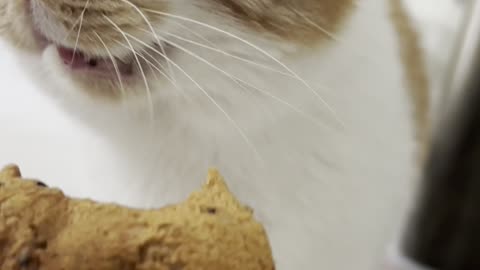 My Cat Won't Stop Meowing! 😂🐱 Funniest Orange Tabby Moments & Weird Cat Behavior! #FunnyPetsUSA