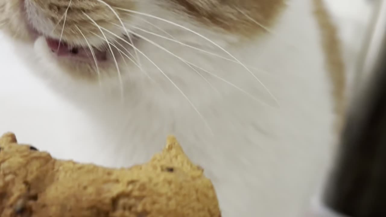 My Cat Won't Stop Meowing! 😂🐱 Funniest Orange Tabby Moments & Weird Cat Behavior! #FunnyPetsUSA