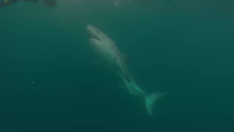 Great White Shark Warns Irresponsible Scuba