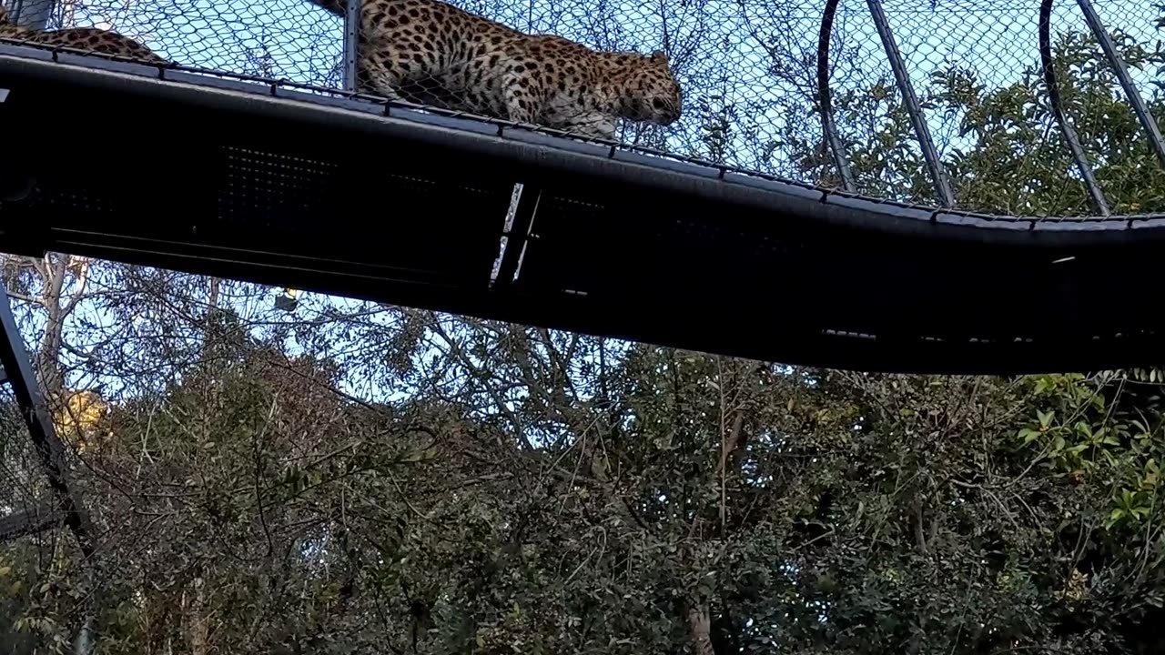 Snow Leopard Skybridge at the San Diego Zoo in 2024