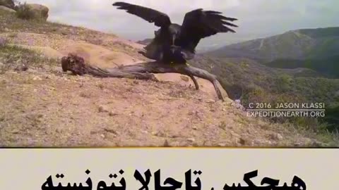animal crow