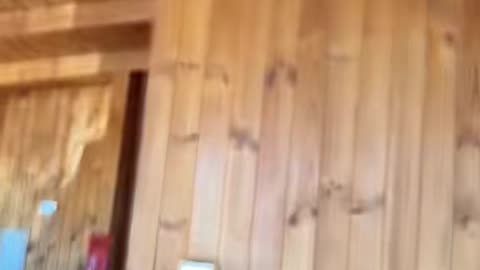 Lace Monitor Lunges At Rat From Inside Ceiling