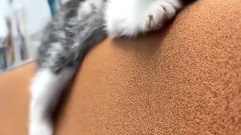 Funny moment of the cat