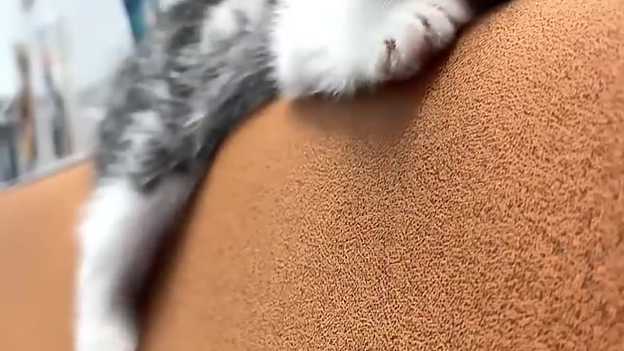 Funny moment of the cat