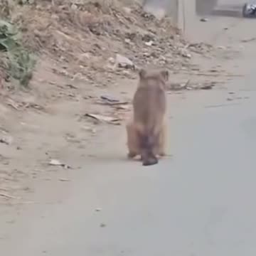 DOG THROWIN IT BACK ON THE STREET