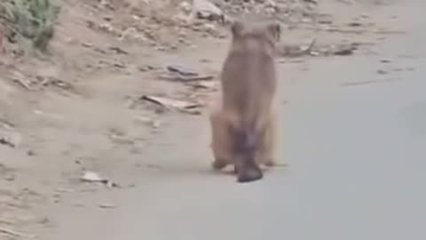 DOG THROWIN IT BACK ON THE STREET