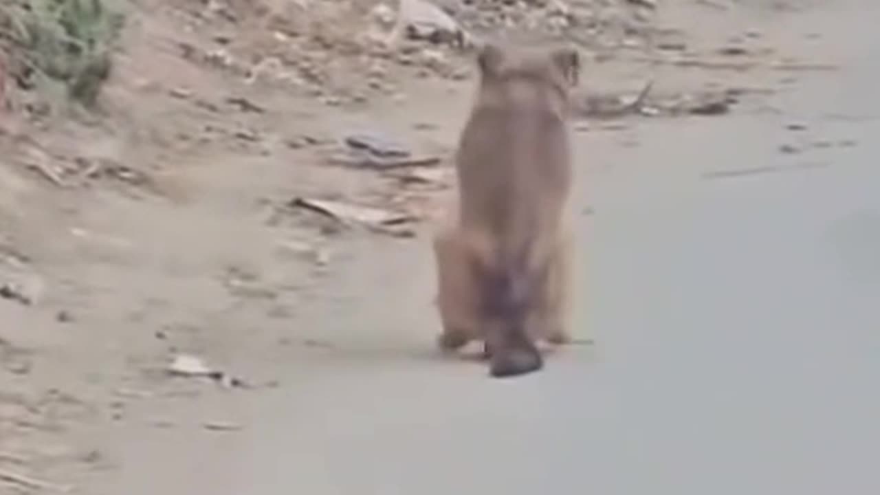 DOG THROWIN IT BACK ON THE STREET