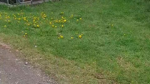 Stream Outlet Siphon