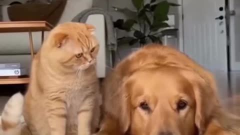 When your best friend needs a little motivation to start the day 😂 #CatAndDog #BestBuddies #Funny