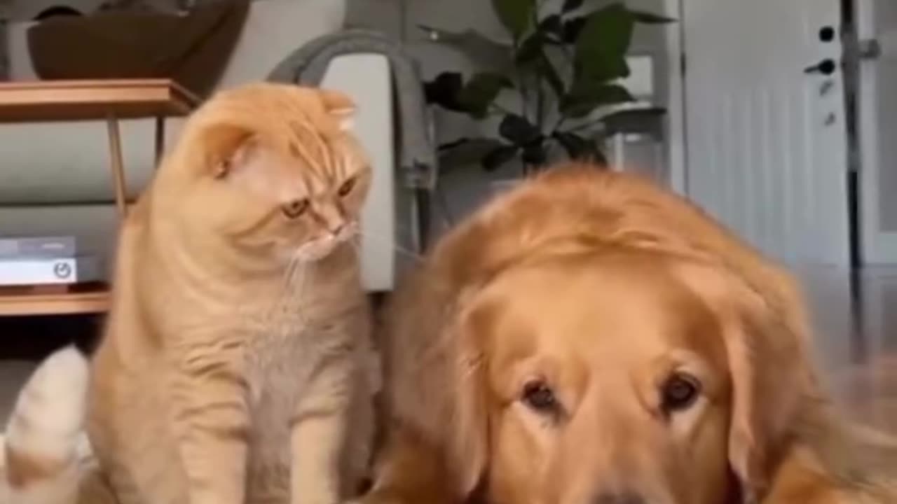 When your best friend needs a little motivation to start the day 😂 #CatAndDog #BestBuddies #Funny