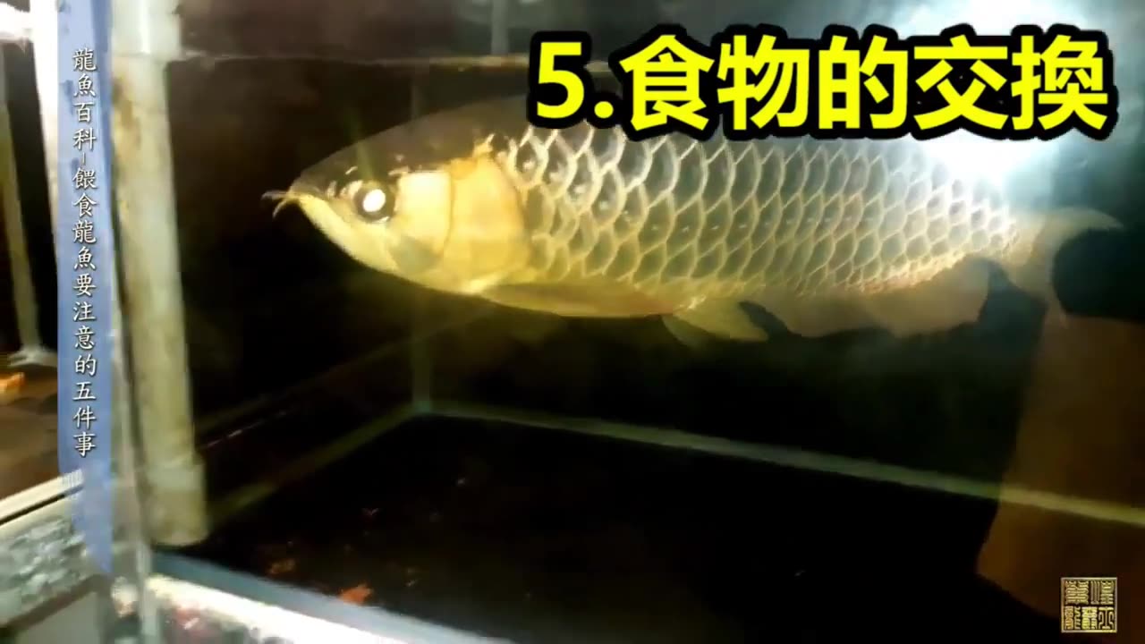 【龍爵士】龍魚百科 餵食龍魚要注意的五件事