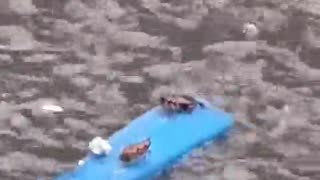 😂💖 Unsinkable Love bugs - Bugtanic Will Melt Your Heart! | FunFM