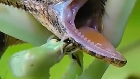 Nature fight Big Praying Mentis 🦗 vs Big Lizard 🦎 _shorts _hd _insects _big _wild _forest