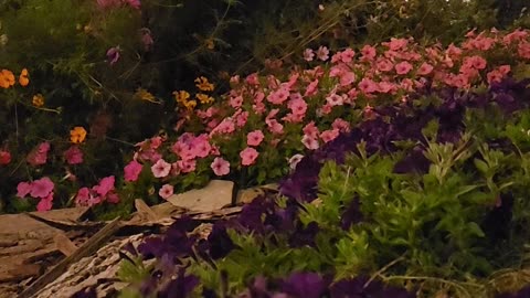 Petunias After Dark