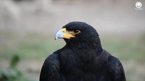 Why Are The Birds Disappearing?