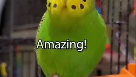 Guinness book of records for most words 😊