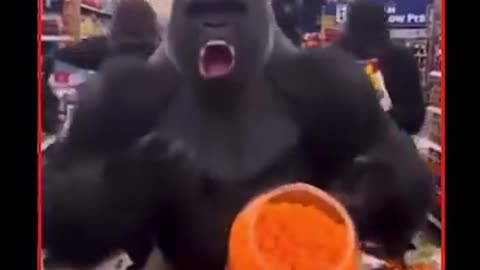 Gorillas when EBT get shut off