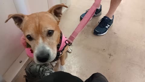 Honey@TRN She was adopted from here & a really lovely doggie💗 We lounge, she looks around20251102653