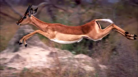 Dr Ivan Impala presents...Thomas Jefferson and the Tripoli Pirates Part 04 of 04