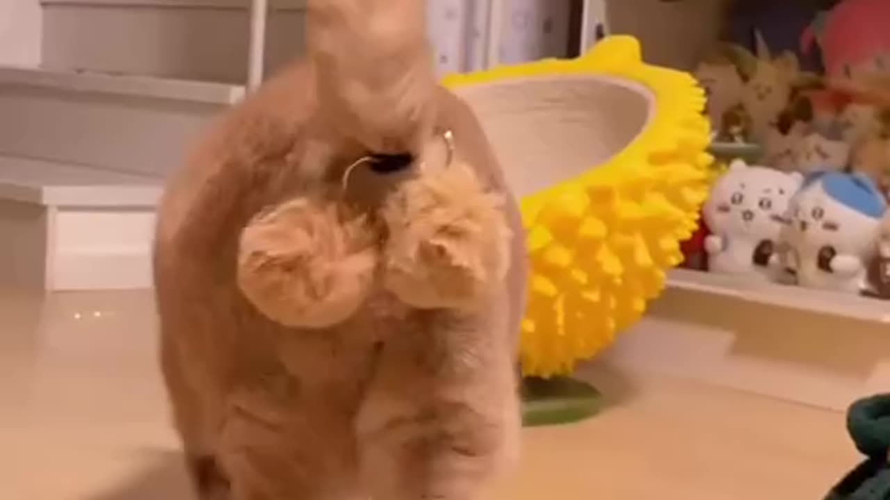 THE BEST ACCESSORY FOR NEUTERED CATS😛”FURRY BELLS”