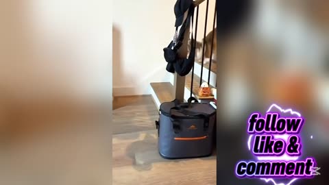 Animals Gone Wild 😂 | Unexpected Funny Moments You Can’t Stop Watching!