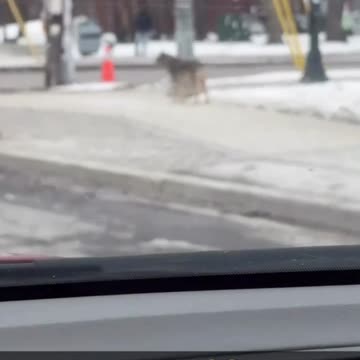 Coyote spotted in Toronto!