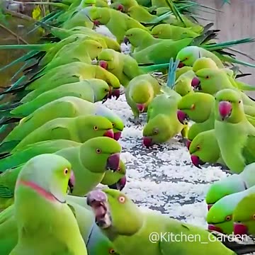 How to attract Parrots to Your balcony 🤗🫠