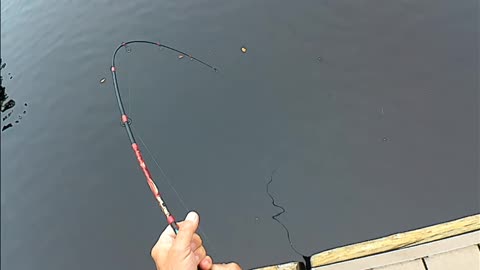 largest catfish ever