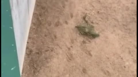 Dog vs Hyena, Habitat Zoo