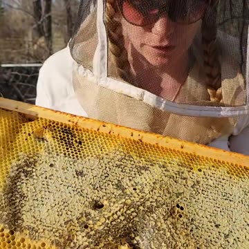 The Best Part of Keeping Bees- Honey. Failed Hive Still Has Honey